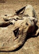 BBC：血腥象牙劇情介紹(1-1全集)