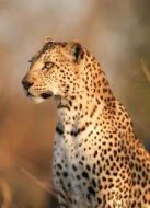 BBC：動(dòng)物的超級(jí)感官