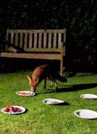 BBC：自然界最大膽的竊賊劇情介紹(1-1全集)