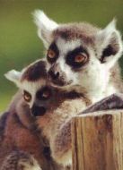 BBC：馬達(dá)加斯加大冒險