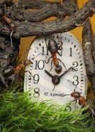 BBC：螞蟻王國(guó)