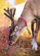 BBC：和馴鹿一起奔跑劇情介紹(1-1全集)