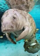 BBC：狂野佛羅里達(dá)