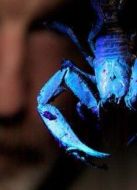 BBC：新幾內(nèi)亞探險(xiǎn)劇情介紹(1-3全集)