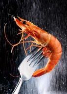 BBC：捕蝦的價(jià)值劇情介紹(1-1全集)