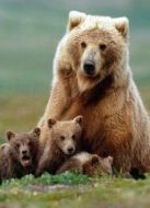 BBC：大熊日記劇情介紹(1-3全集)