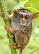 BBC：眼鏡猴的故事