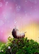 BBC：大自然的微觀世界