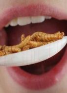 BBC：吃昆蟲能拯救世界嗎