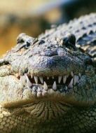 BBC：鱷魚的神秘生活劇情介紹(1-2全集)