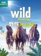 BBC：野性阿拉伯