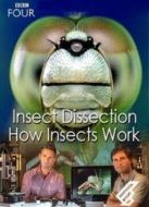 BBC：昆蟲解剖