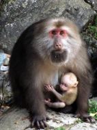 黃山短尾猴海報