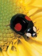 昆蟲(chóng)贊歌