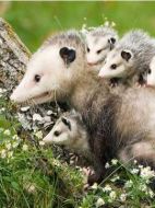 負(fù)鼠的戰(zhàn)爭劇情介紹(1-全集)