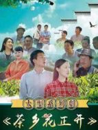 茶鄉(xiāng)花正開劇情介紹(1-25全集)