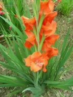 十三太保劇情介紹(1-20全集)