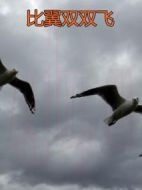 比翼雙雙飛劇情介紹(1-30全集)